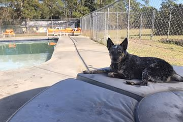 Bed & Biscuit Dog Park photo 2